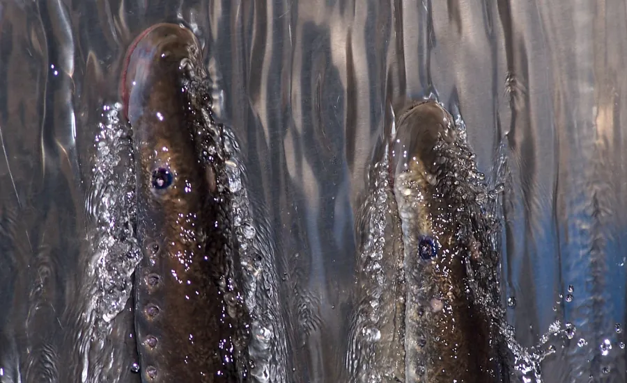 2 Pacific lamprey climbing up through fast flowing water