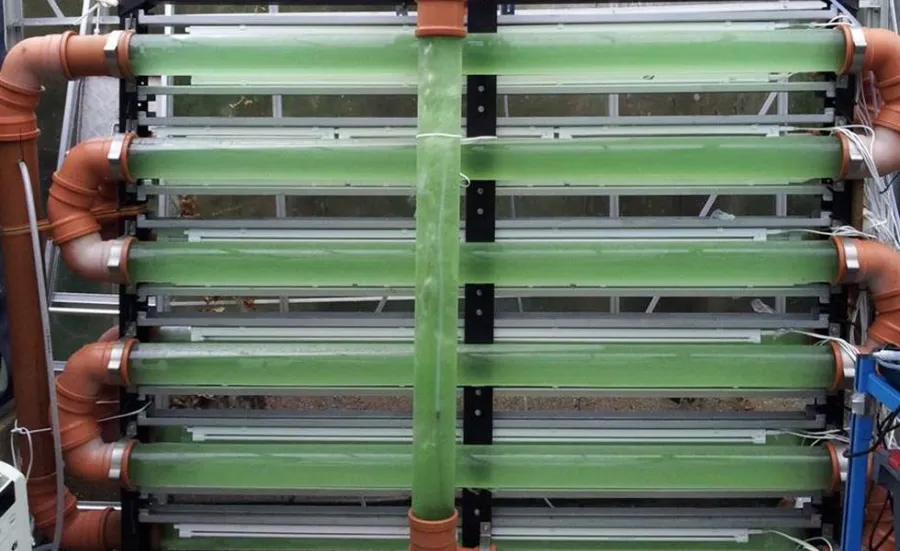 A 300 litre photobioreactor in a glasshouse