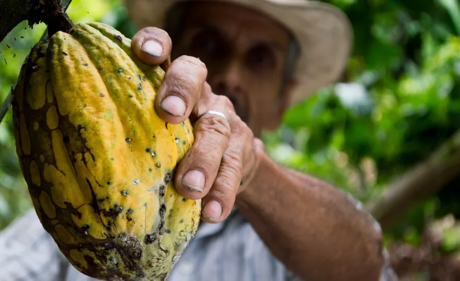 Person picking cocoa plant in forest