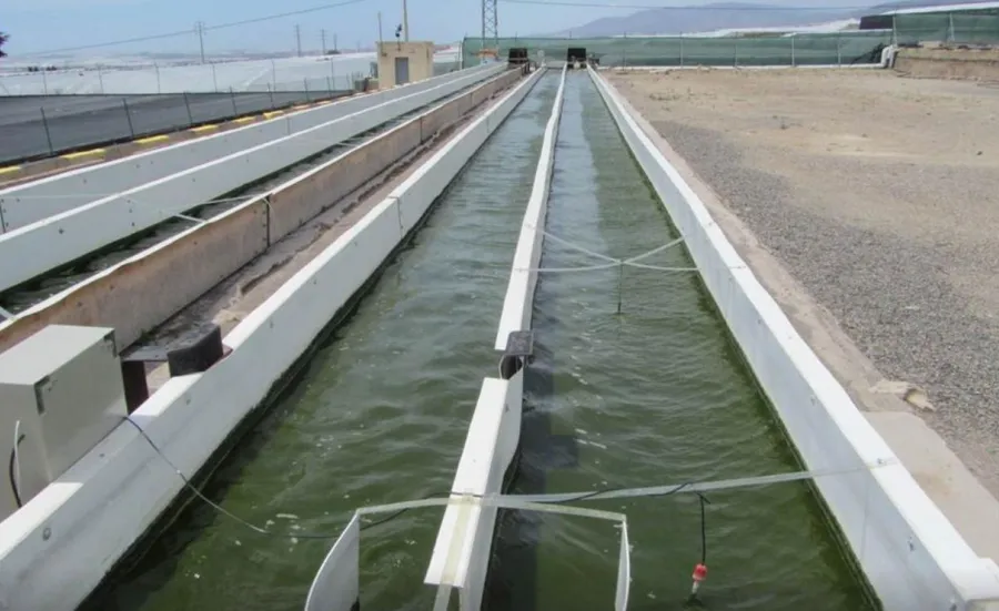 Algae growing in long concrete water channel