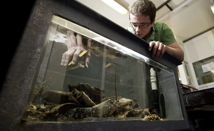 A PhD student reaching into an aquarium tank which contains a lobster.
