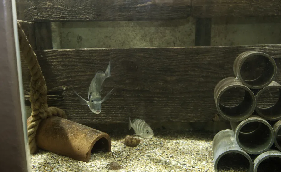 2 fish housed in an aquarium tank