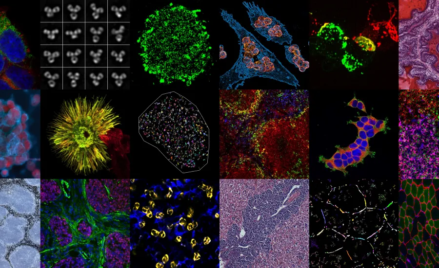 Montage of 18 stained images of various tissues