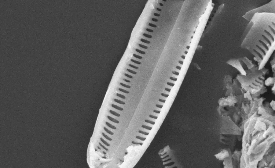 SEM image of a diatom, algae
