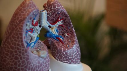 Image of a scientific model of a pair of lungs.